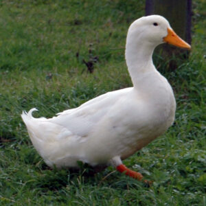 White Peckin Duck